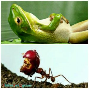 آتالار سؤزۆ_‌دئییم‌لر